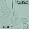 ~ NarKoZ~