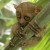 Tarsius