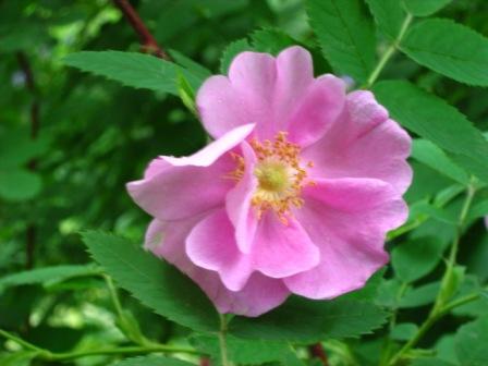 Городские цветы