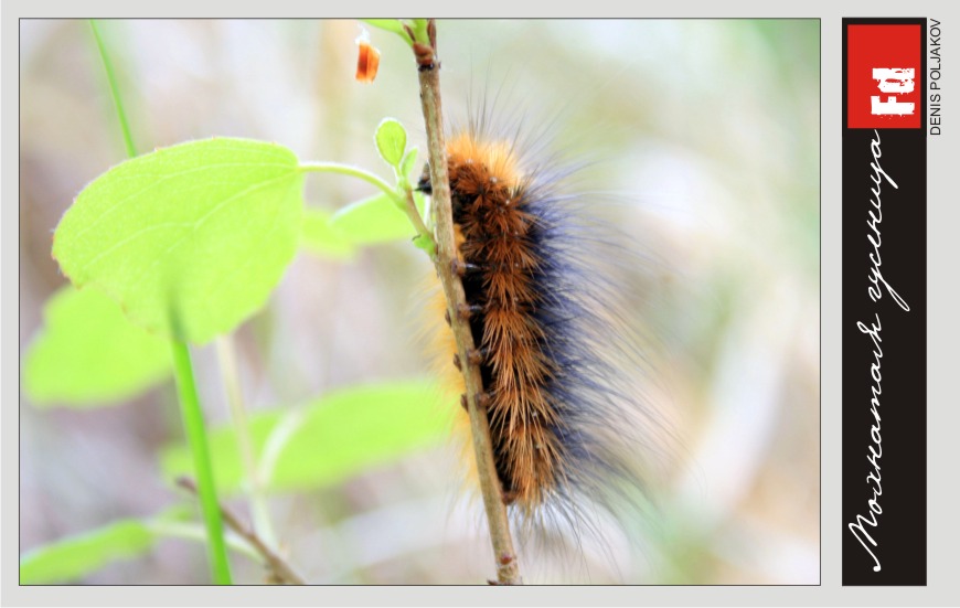 Мохнатая гусеница