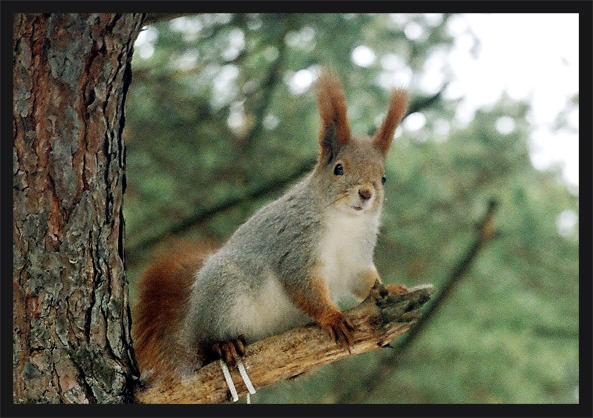 Серия "Хитрая белка"