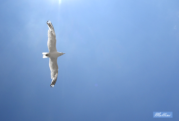 Морская чайка