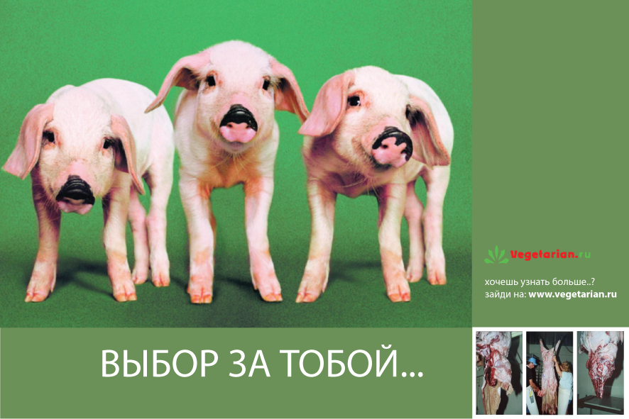 Открытки - Vegetarian.Ru