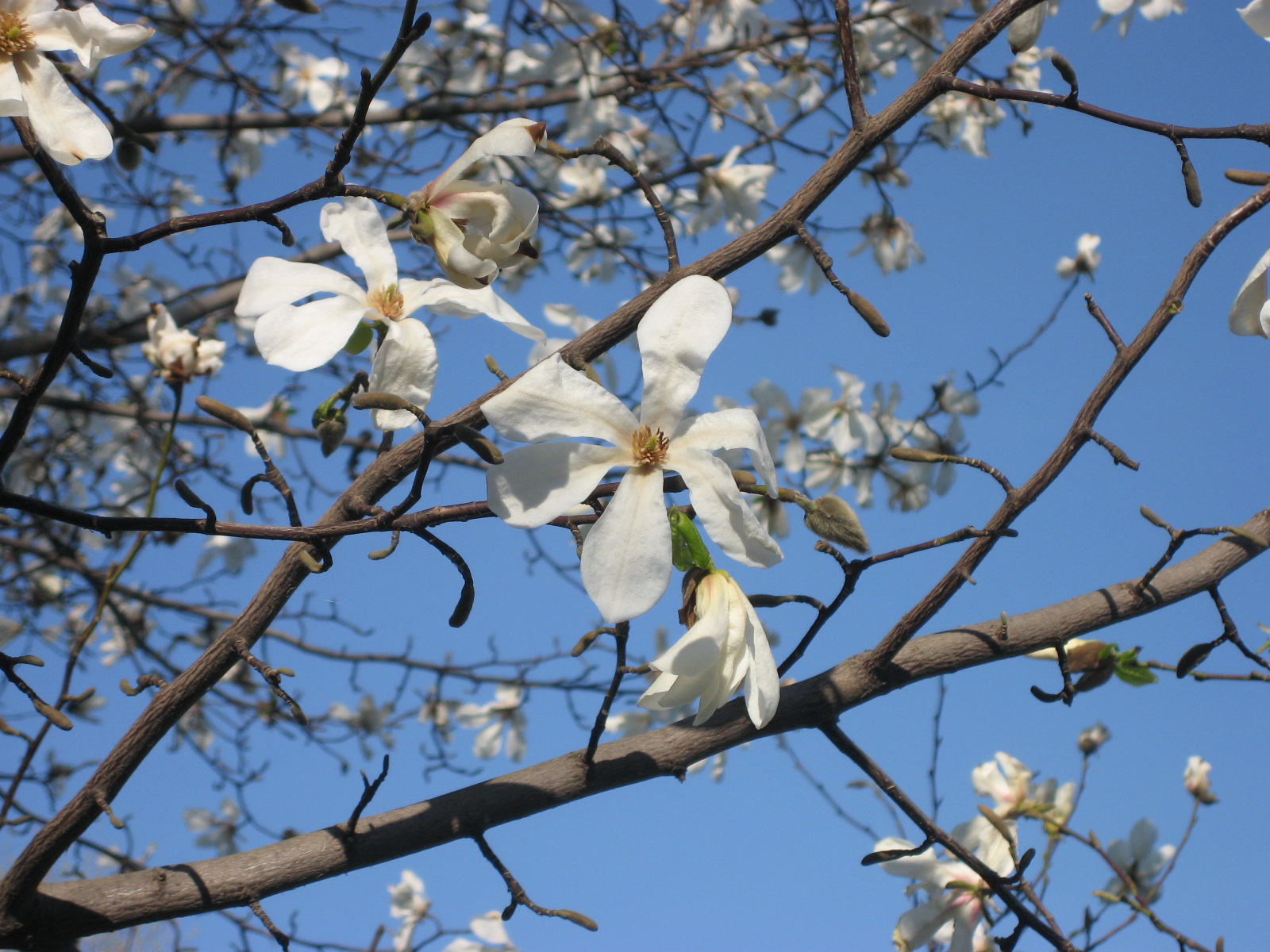 магнолия в цвету...