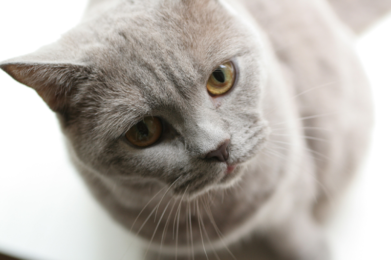 ДИАЛОГ БЕЗ СЛОВ