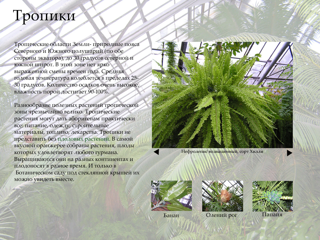 презентация "тропики на Неве"