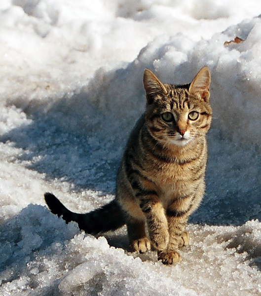 Серия "Кошачие"