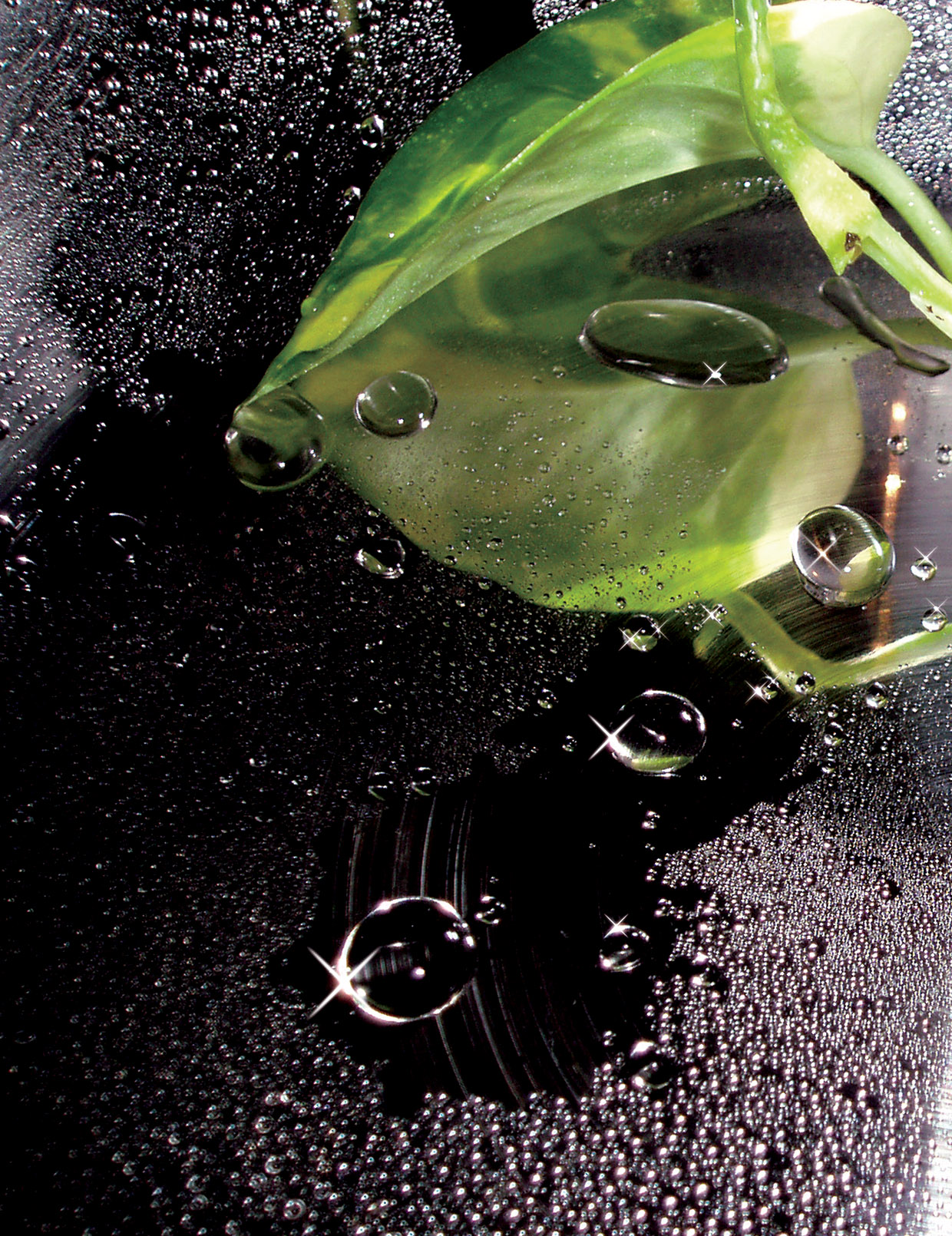 Фото для каталога "Weyergans"