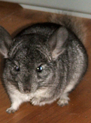 прикрепленный файл