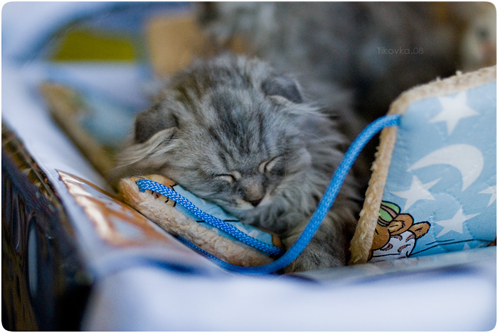 Экспокот 2008