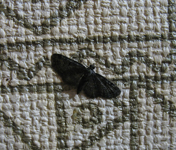 Ночная бабочка