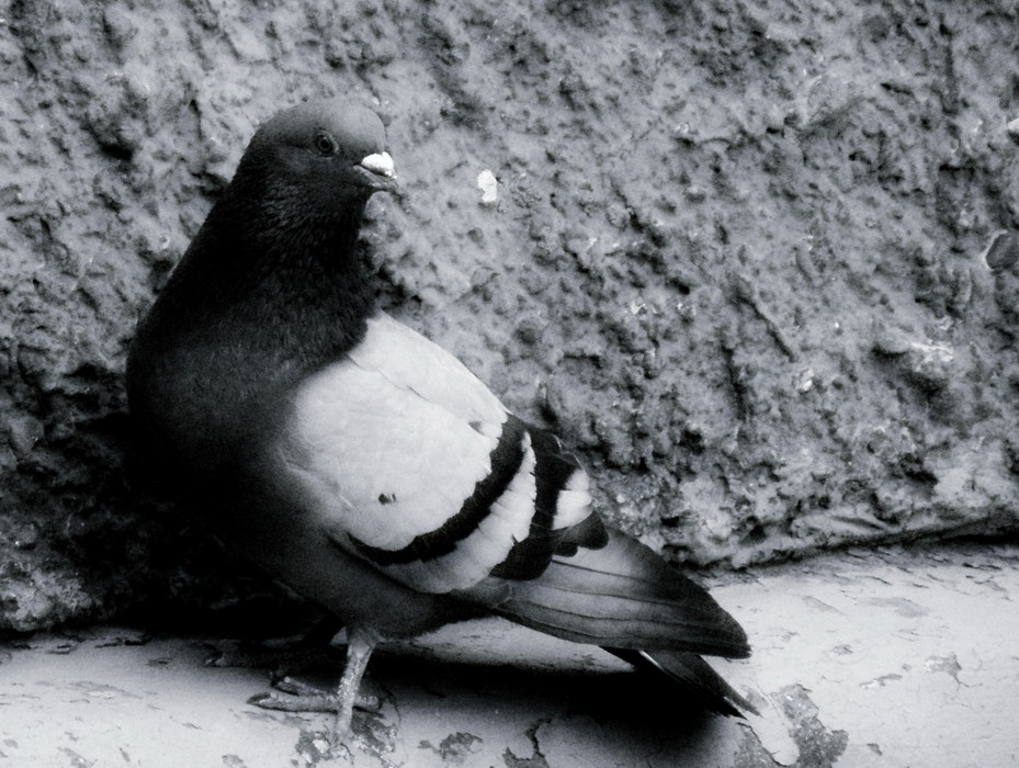 на крыльях.власть.