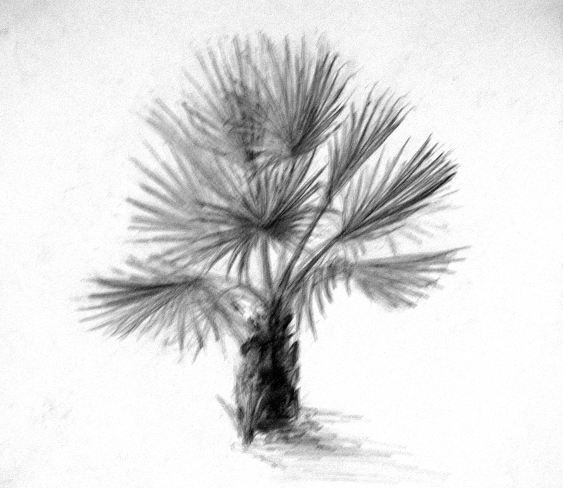 пальма(карандаш)