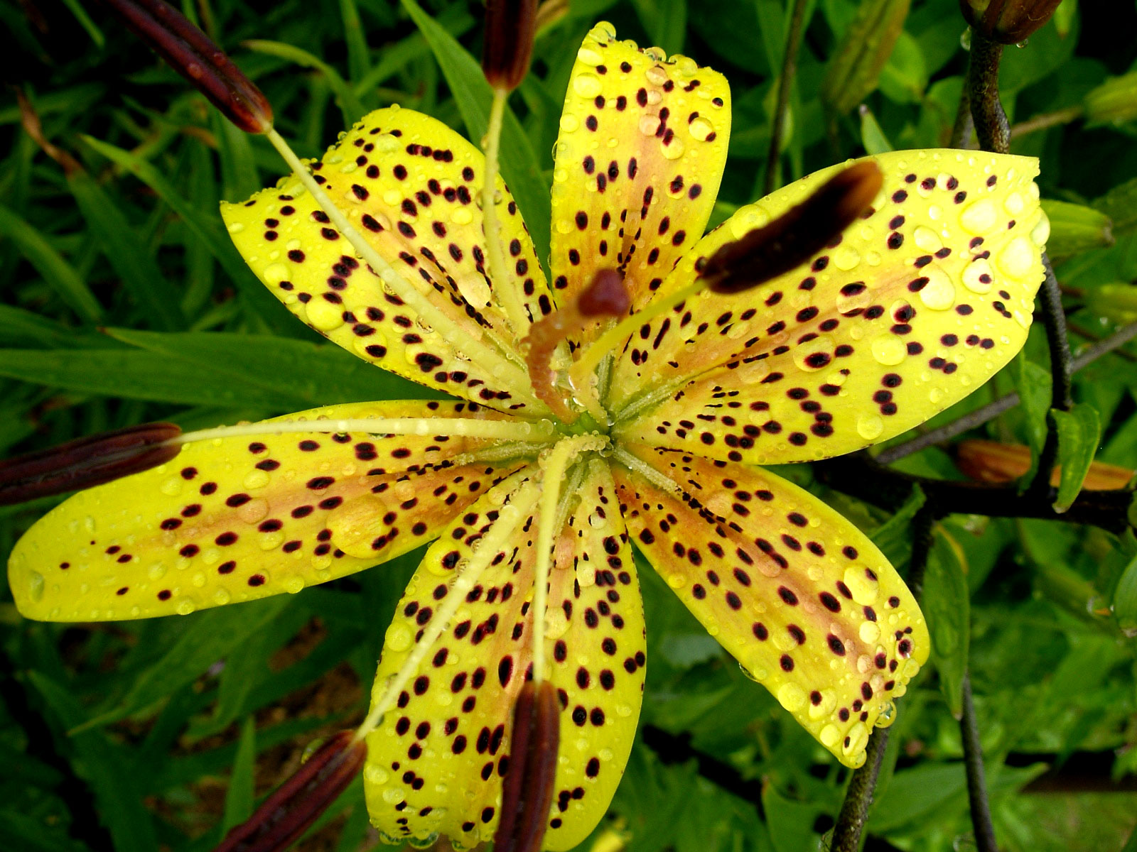 После дождя