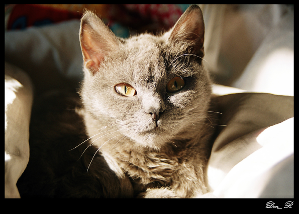 Серия "Кошачие"