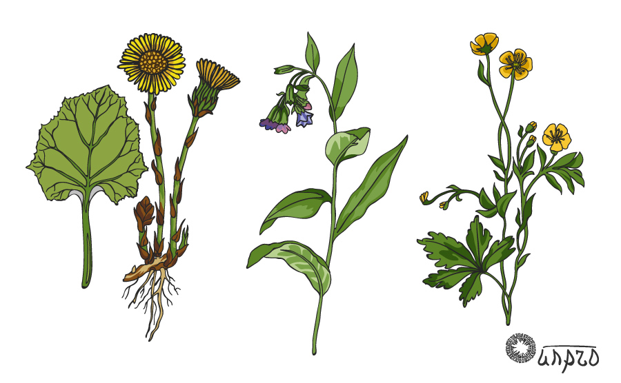 Два гербарий