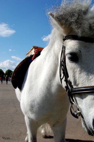 свобода понятие бессмысленное или относительное...