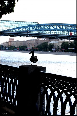 Сами мы не местные...