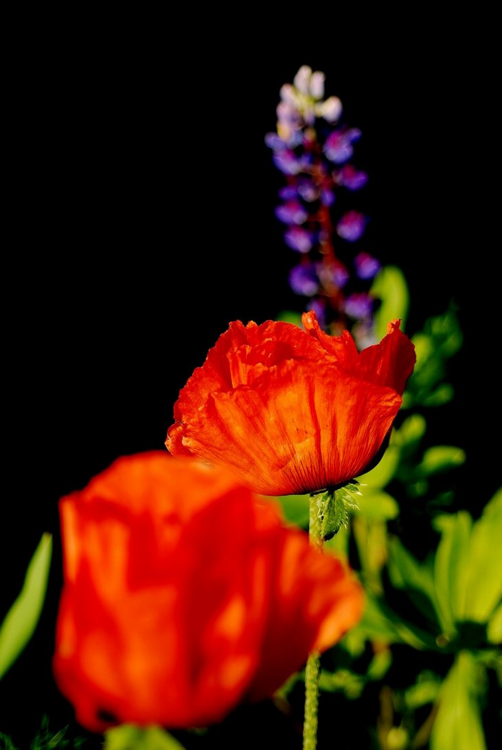 Маки и люпин