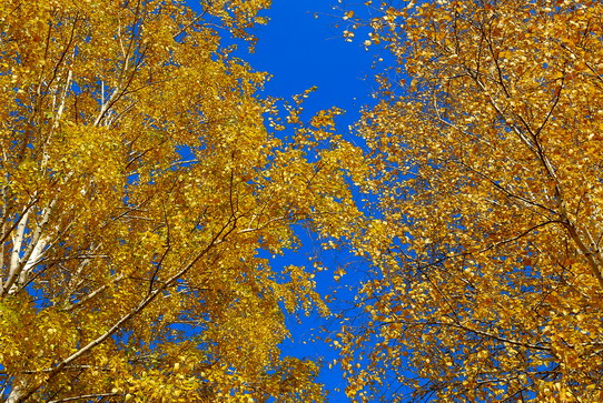 Вы шумите. шумите ....