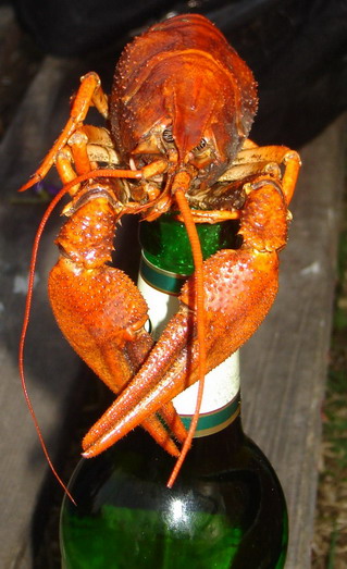 прикрепленный файл