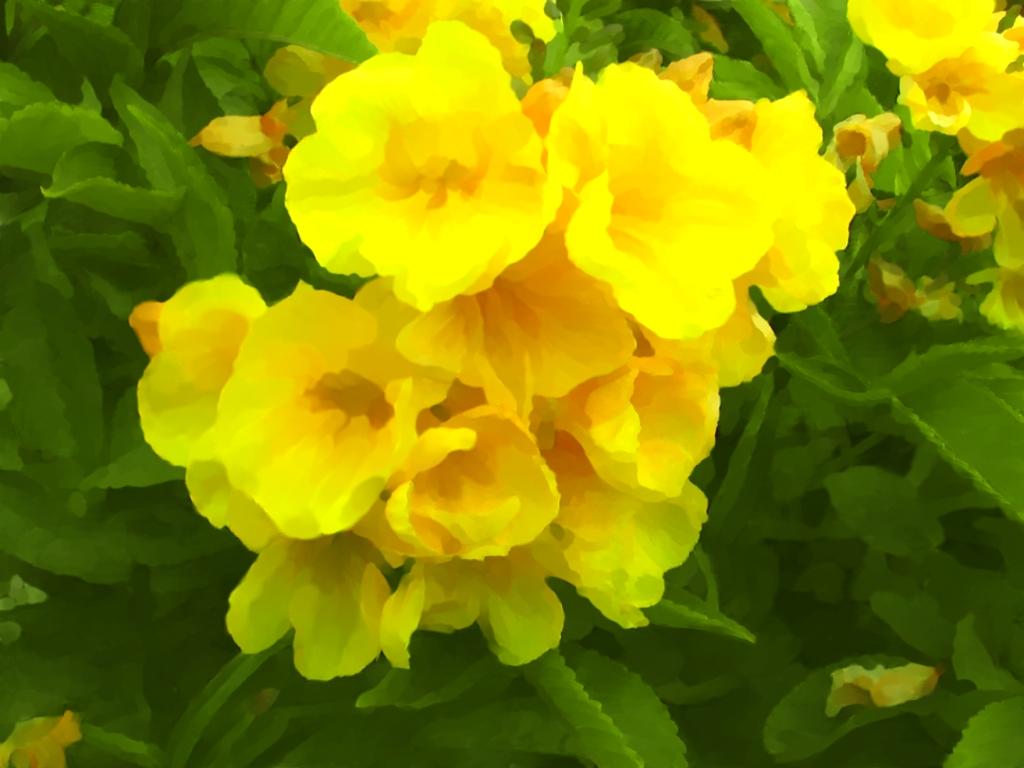 тропический цветок