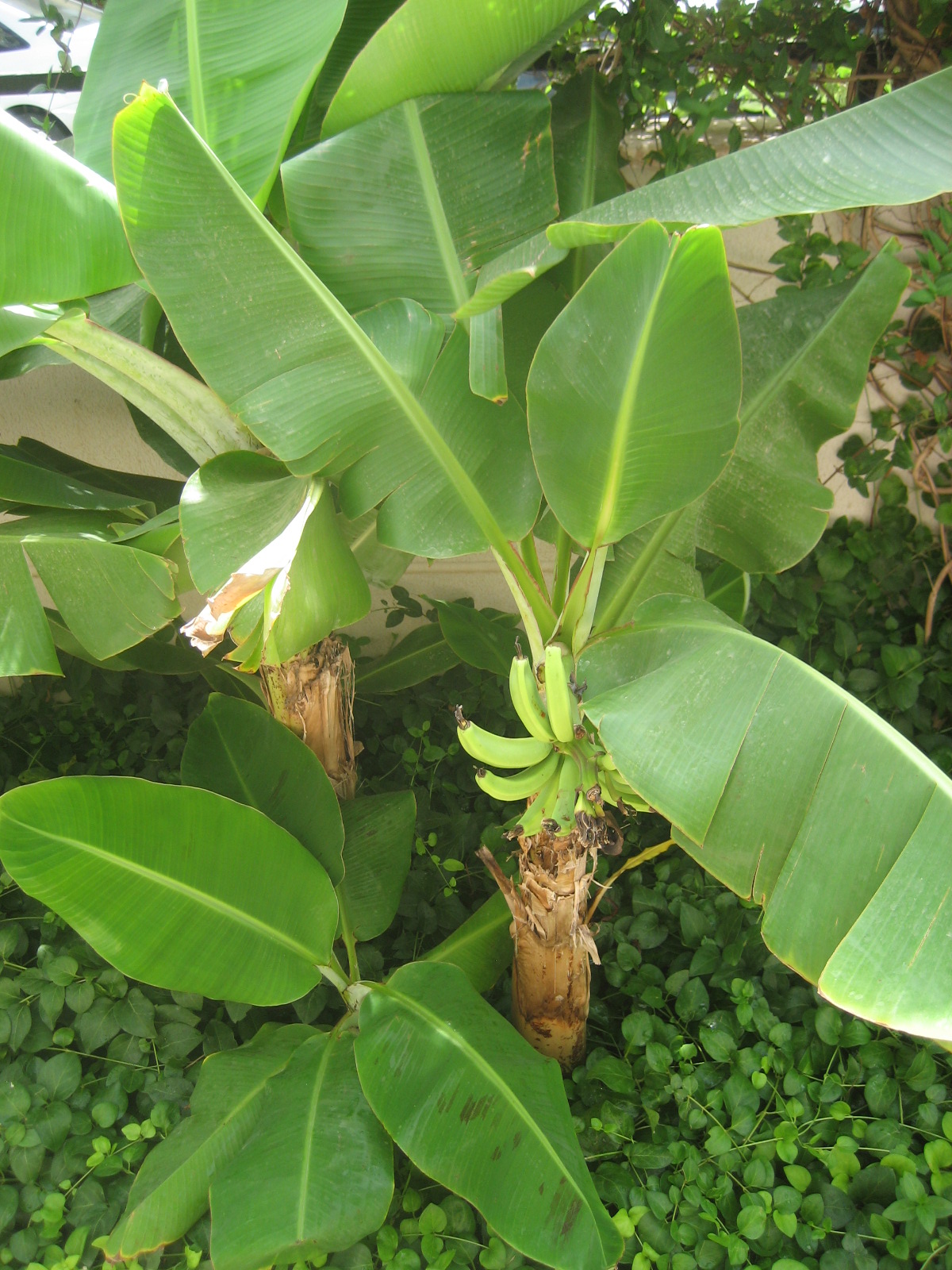 Королевский банан