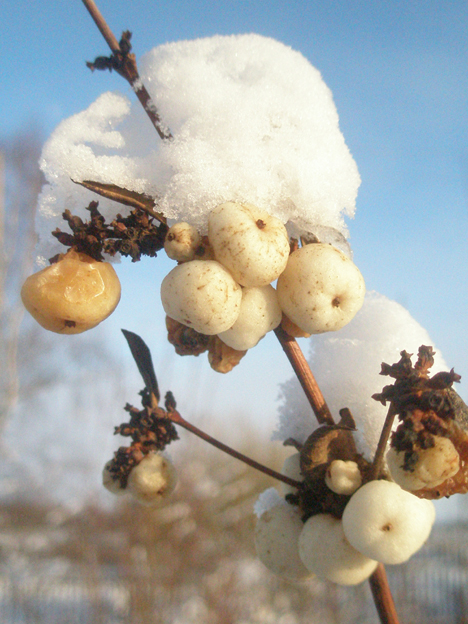 Без названия
