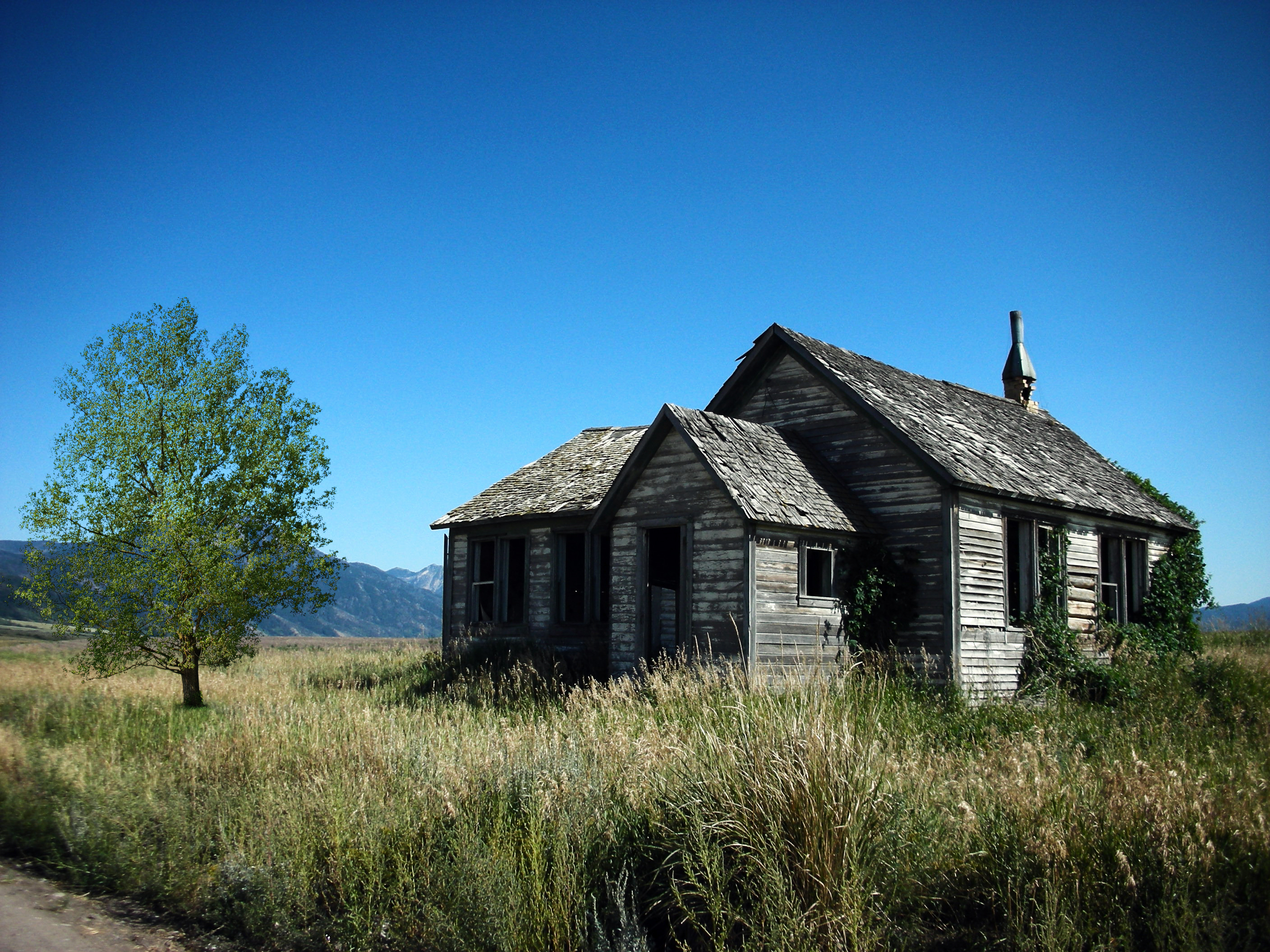 Дерево у дома