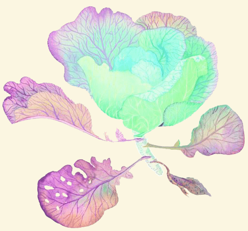 "Капуста(которой хватит на всех!)"