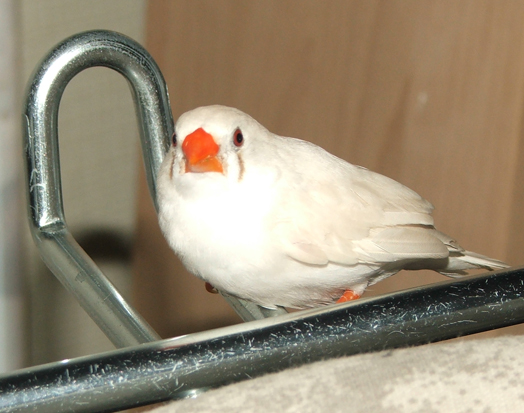 прикрепленный файл