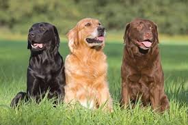 Статьи для наполнения контента