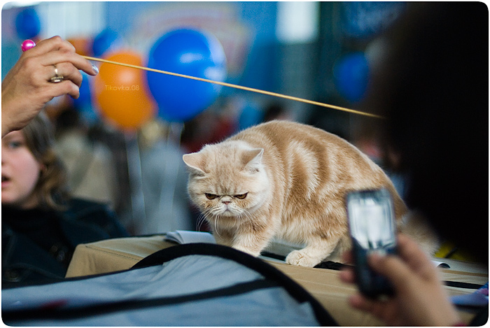 Экспокот 2008