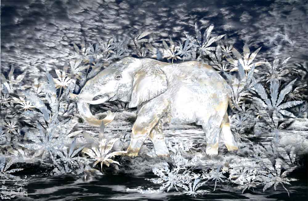 Купание белого слона