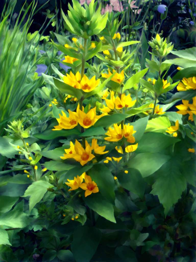 лесные цветы