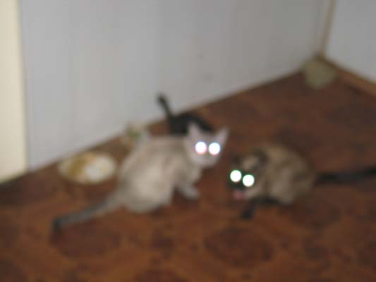 ОРИГИНАЛ работы "коты"