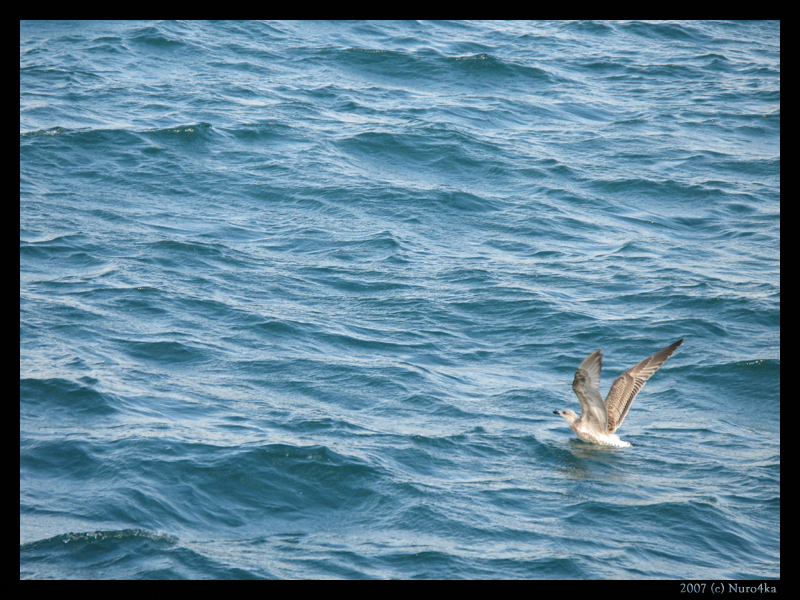 Из волн морских..