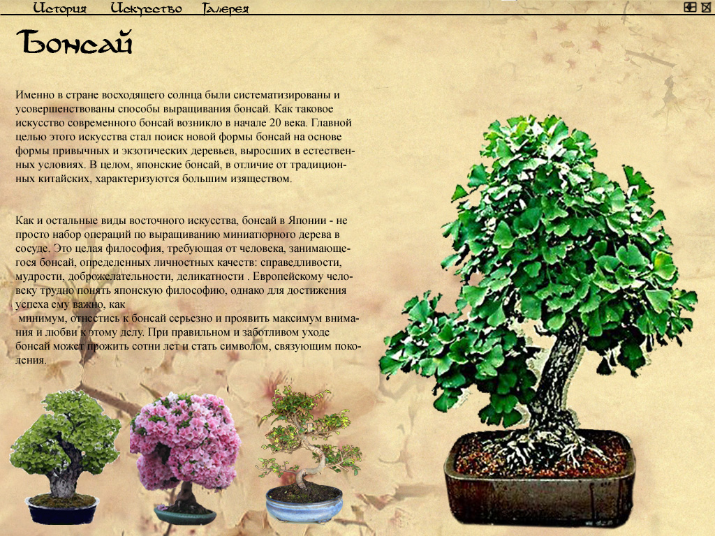 презентация "Бонсай"