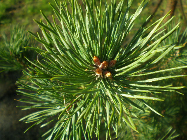 ветка сосны