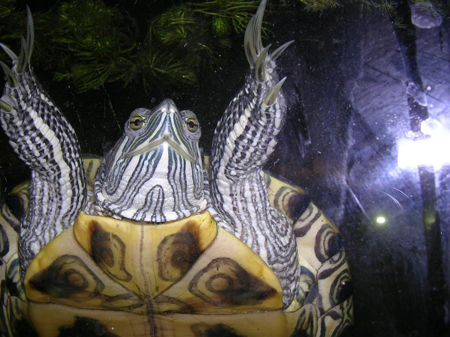 Брачный танец черепаха...