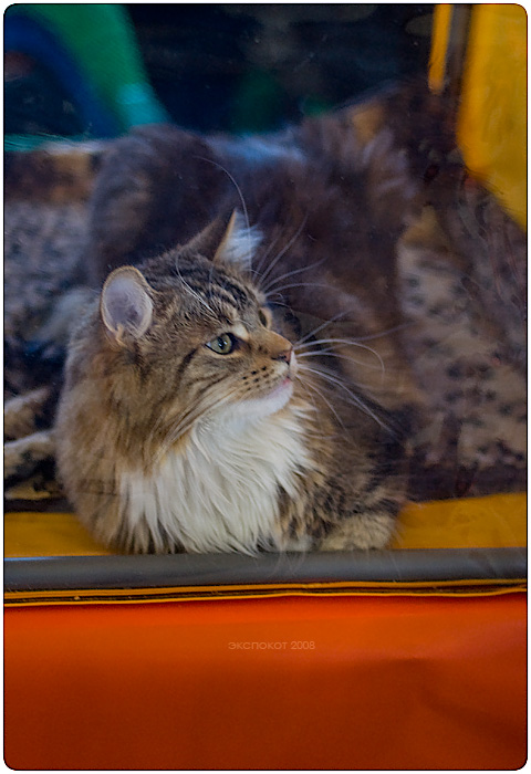 экспокот 2008
