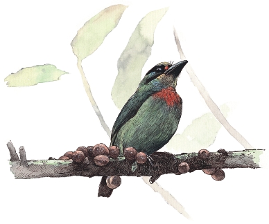 рисунок для буклета -Тайвань