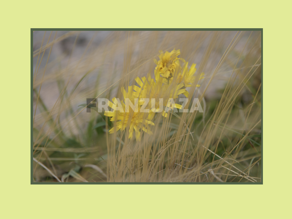 солнечные цветы...