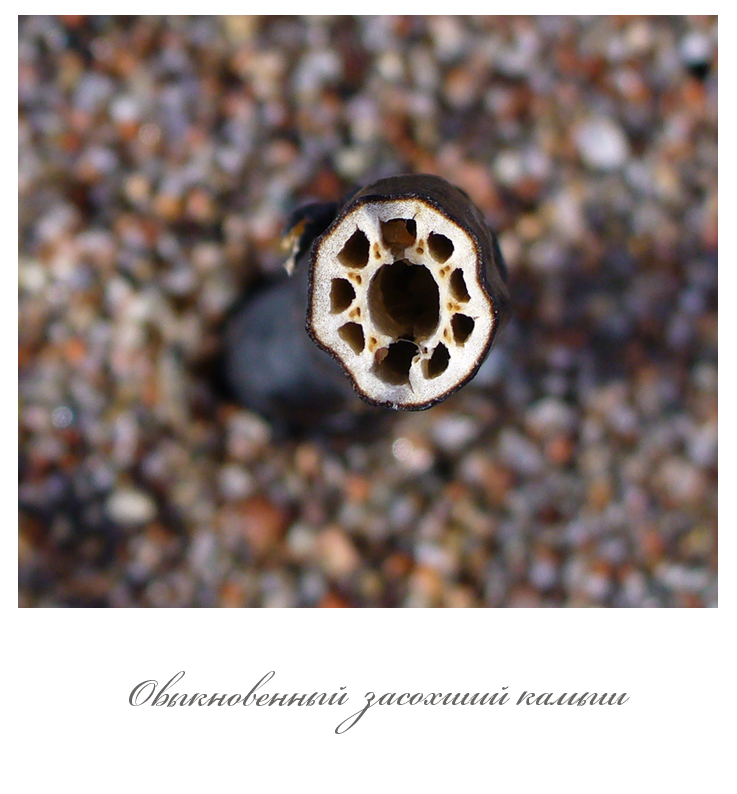 стебель камыша