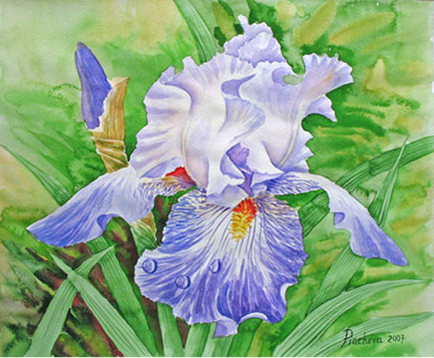 Ирис.