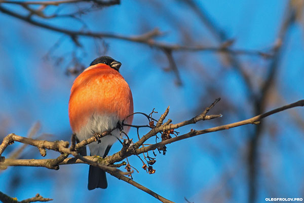 прикрепленный файл