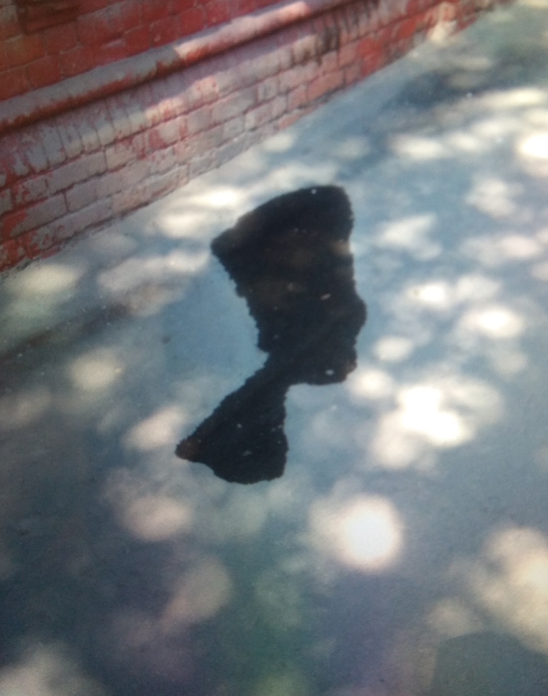 "Нифертити"