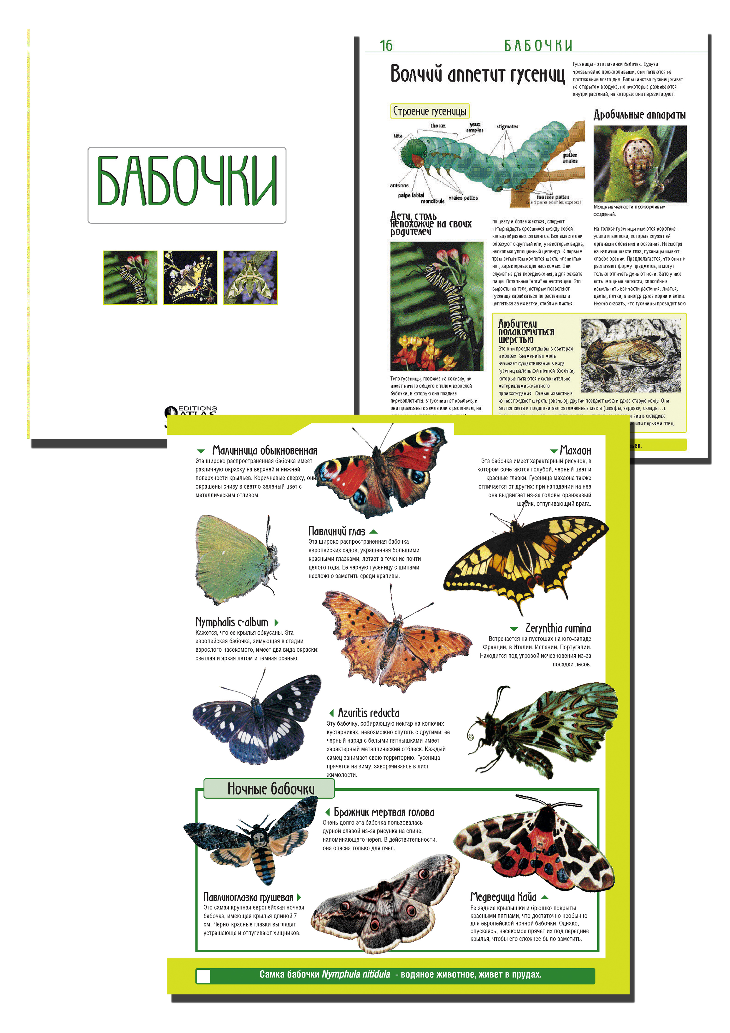 Верстка книги "Бабочки"
