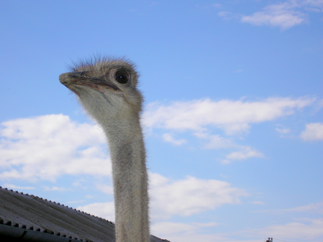 страус