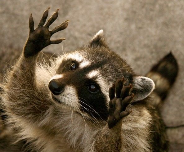 прикрепленный файл